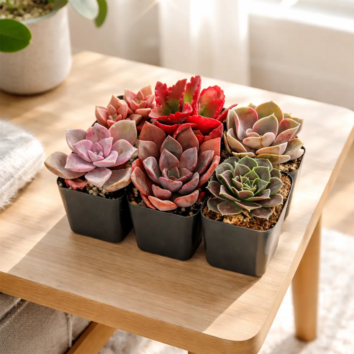 Pink & Purple & Red Succulent Pack Pink & Purple & Red Succulent Pack