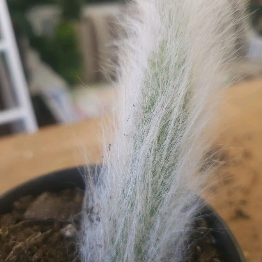 Monkey Tail Cactus 4 inch pot