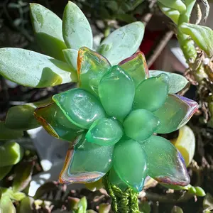 HANDMADE Glassart Nature Loved Succulent Pendant - Original Unique design Nature Love Glassart WITH  Borosilicate glass