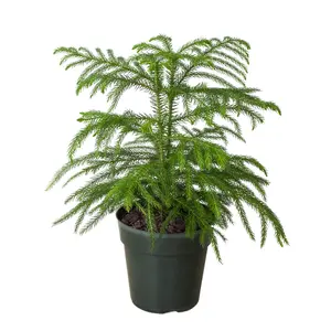 Norfolk 'Island Pine' indoor plant indoor houseplant