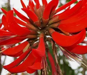 Erythrina variegata | Thorny Dadap | Easter Flower |Indian Coral Tree | 5_Seeds