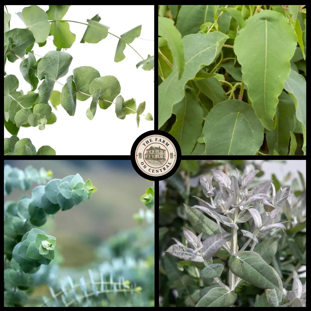 Eucalyptus Plant Sampler