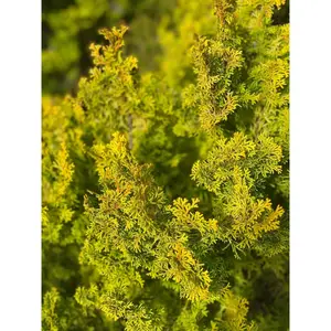 Chamaecyparis obtusa 'Meroke'