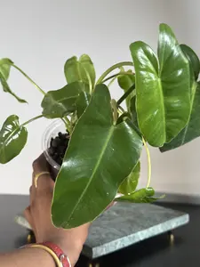 Philodendron Burle Marx | Fast Growing Tropical Foliage Plant, Bold Leaf Philodendron | 5” Pot | Margaret’s Pink House