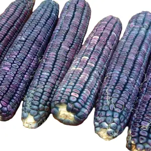 Ohio Blue Corn Seeds