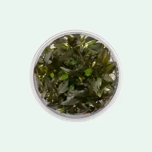 Cryptocoryne Wendtii Brown Indo