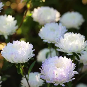Chrysanthemum Flowers Rare Seeds Mixed French – Non-GMO Organic Seeds for Vibrant Yellow & Orange Blooms in Borders, Garden Lover Beds & Containers