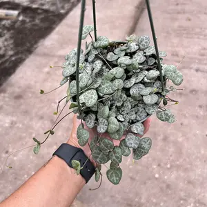 String of Hearts Pot 5” Indoor Plants -  Houseplant - Tropical Foliage