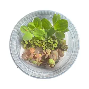 Floating Aquarium Plants Bundle | 9 Live Plants (Red Root, Water Lettuce & Salvinia)