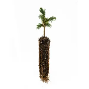 Engelmann Spruce | Small Tree Seedling