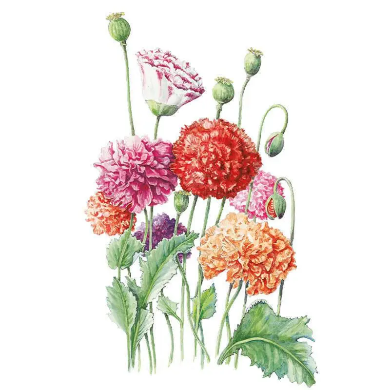 Peony Double Blend Poppy Seeds, Flower Garden Seeds, Garden Plant Seeds Peony Double Blend Poppy Seeds, Flower Garden Seeds, Garden Plant Seeds