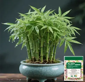 Lucky Bamboo Cypress Seed - Live Indoor Houseplants for Home Decor, Bamboo Plant, Indoor Low Light Plants, Feng Shui-2