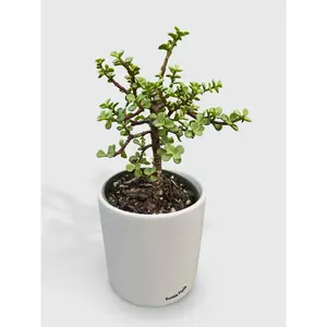Rainbow Elephant Bush Variegata 'Portulacaria Afra'