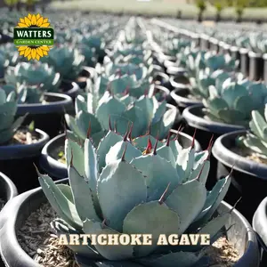 ARTICHOKE AGAVE 3gal