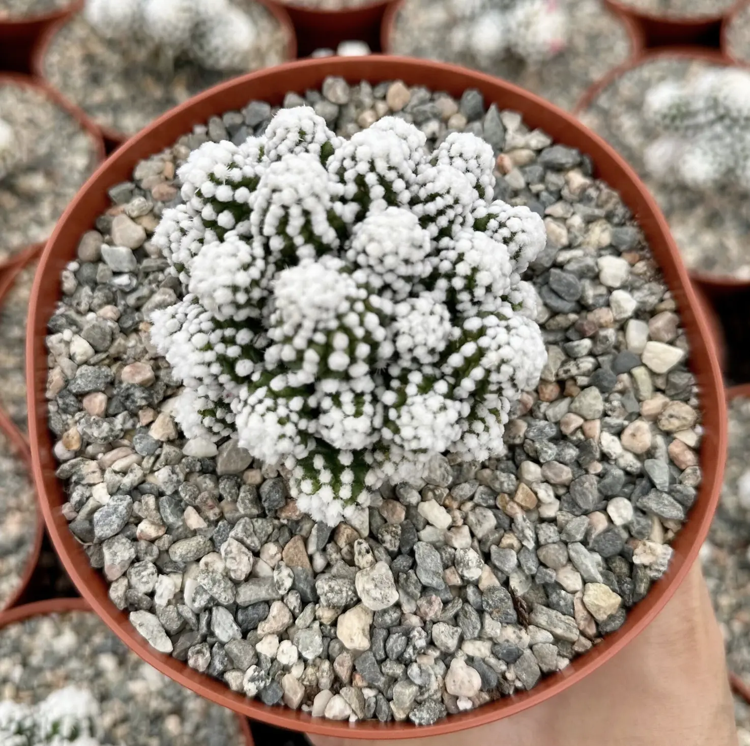 Mammillaria Gracilis White Snowcap Cactus, Rare Cactus in 3.5", 4", 6" pot