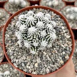 Mammillaria Gracilis White Snowcap Cactus, Rare Cactus in 3.5", 4", 6" pot