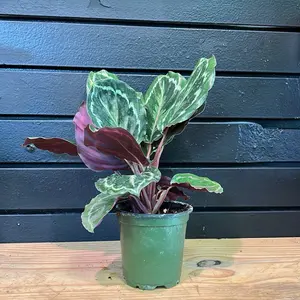 Calathea medallion 4 Inch Pot