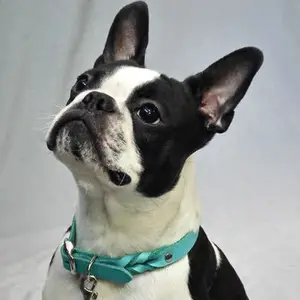 Leather Buckle Collar