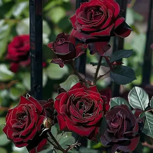 200 Black & Red Rose Seeds - Unique, Fragrant, and Eye-Catching Garden Plants that Attract Bees