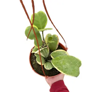 6” variegated Hoya Kerrii SMALL indoor sculpture Pet Friendly
