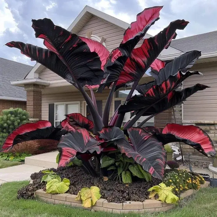 700+ Black-Red Hosta Flower Seeds - Rare Bicolor Perennial, Shade-Loving, Partial Shade Tolerant, Easy to Grow for Bold Look Garden Design, 700+ Seeds, Unique Touch