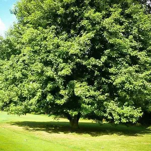 Silver Maple Seedling