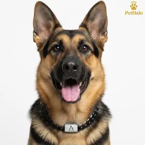 Luxury Black Dog Cuban Chain Collar – Heavy Duty Stainless Steel Dog Necklace with A–Z Alphabet Letters, Secure Buckle, Pet Jewelry & Accessories for Large Dogs gift for dogs 16/18/20/22/24/26inch crystal jewelry accessory bows Diamond Link kitten puppy
