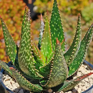 Aloe 'Apache'
