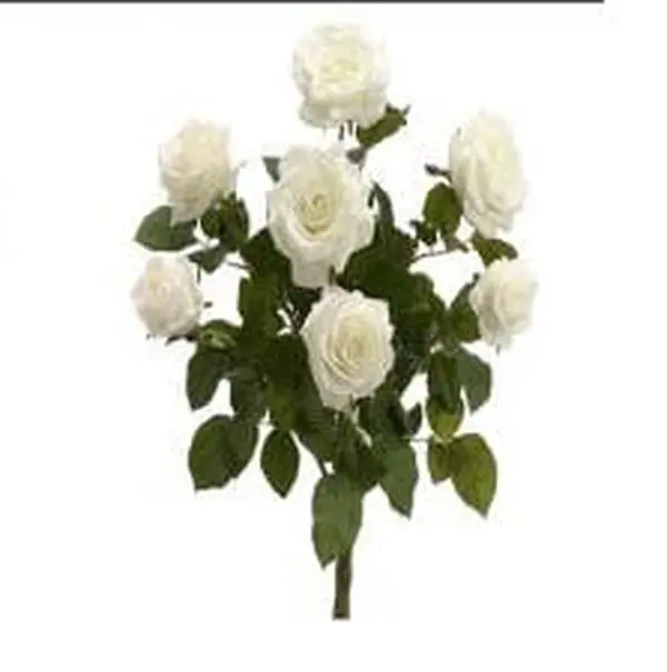 FBR054-PE-CR 21.5 in. Peach-Cream Confetti Rose Bush X7- Pack of 6