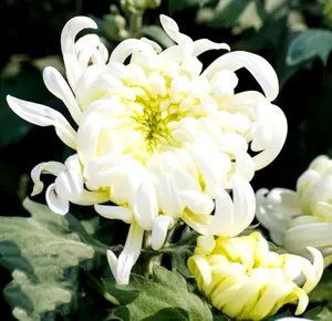 Chrysanthemum 120 Seeds White Flower Authentic Chinese Spider Edible Tea - Pest-Free, Suitable for Indoor Cultivation, Ideal for Meditative Gardening