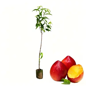 High-quality nectarine seedlings, fast-growing sweet fruit trees