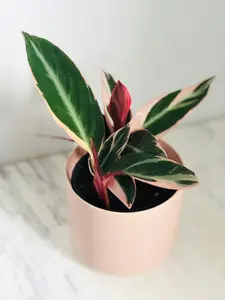 Stromanthe Triostar - 4" Pot