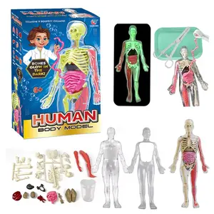 Human Body Model Toy, 1 Box Skeleton Model Toy with Tools, Educational Organ Assembly Toy, Luminous model, Creative Birthday Gifts