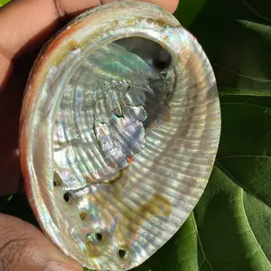 Abalone Crystal Shell Bowl for Smudge Sticks - Jewelry Bowl, Crystal Storage 4-5”, Home Decor, Tableware