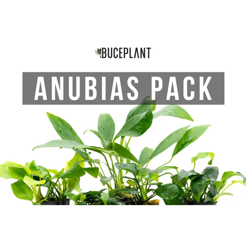 Assorted Anubias Plant Pack