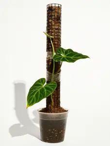 Steel Elevate Pole — Premium Support for Climbing Houseplants