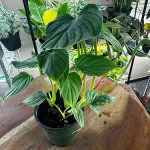 Philodendron Plowmanii 4in Pot
