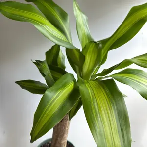 Brazilian Lucky Wood 6" Pot Dracaena Massangeana Variegated Houseplant Potted Indoor Plants Tropical Bonsai Low Maintenance Live Plants