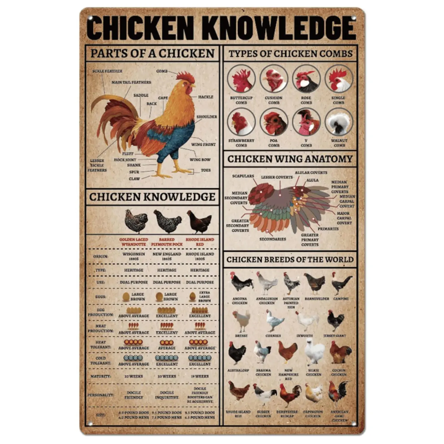 [Vintage Farm Chicken Sign] Rustic Metal Tin Sign Vintage Farm Chicken Knowledge - Wall Art Poster with Detailed Chicken Breeds & Anatomy, 20x30cm, Perfect for Home & Kitchen Decor