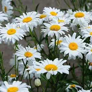 Shasta Daisy Seeds – 5000 Perennial Wildflowers, Drought Tolerant, Deer Resistant, Easy Landscaping & Cut Flowers