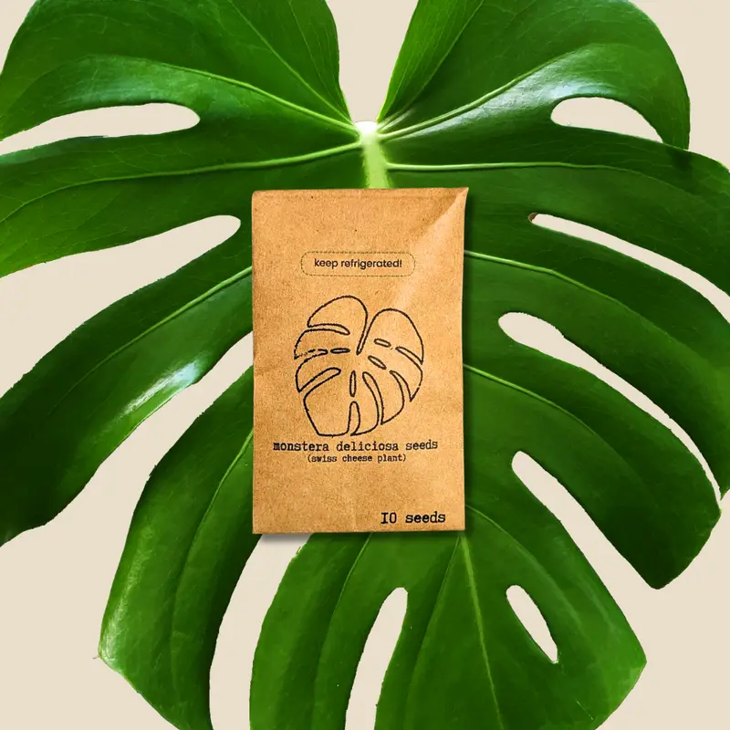 monstera deliciosa reddit - TikTok Shop