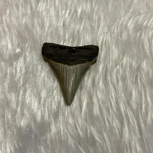 Genuine fossilized extinct Angustiden shark tooth fossil found in Charleston South Carolina
