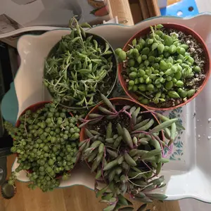 6 pack Strings of Things Bundle Collection : dolphins, donkey, bananas, pearls, tears, ruby necklace plant collection live succulent