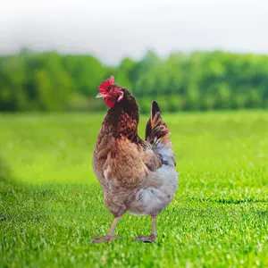 Acrylic Chicken Yard Stakes - Realistic Chicken Garden Statues,Simulate Hen Sculptures,for Outdoor Home Patio Lawn Ornament Decor