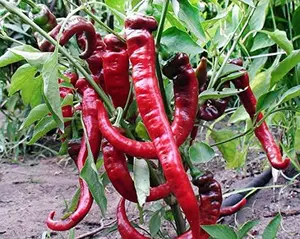 30 Seeds+ Italian Jimmy Nardello's Sweet 12" Long Pepper Seeds, Prolific, Juicy, Delicious