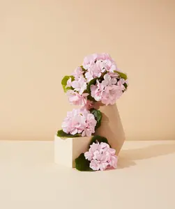 Egyptian Geranium Essential Oil, Aromatherapy Oil for Wellness, Therapy and Alternative Treatment with Geraniums Extract