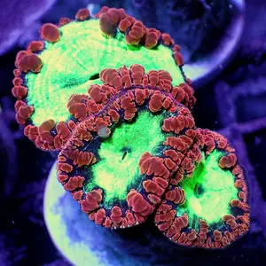 Ultra Blasto Wellsi WYSIWYG