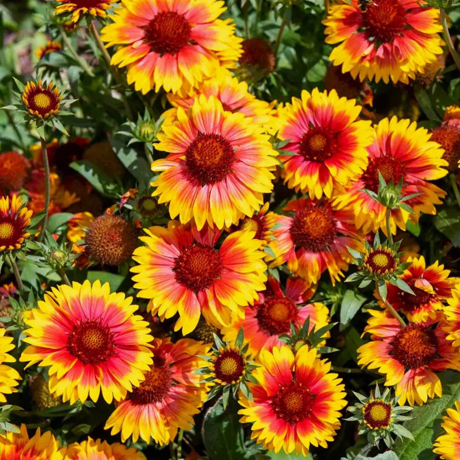 Perennial Blanket Flower Seeds