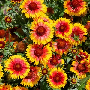 Perennial Blanket Flower Seeds