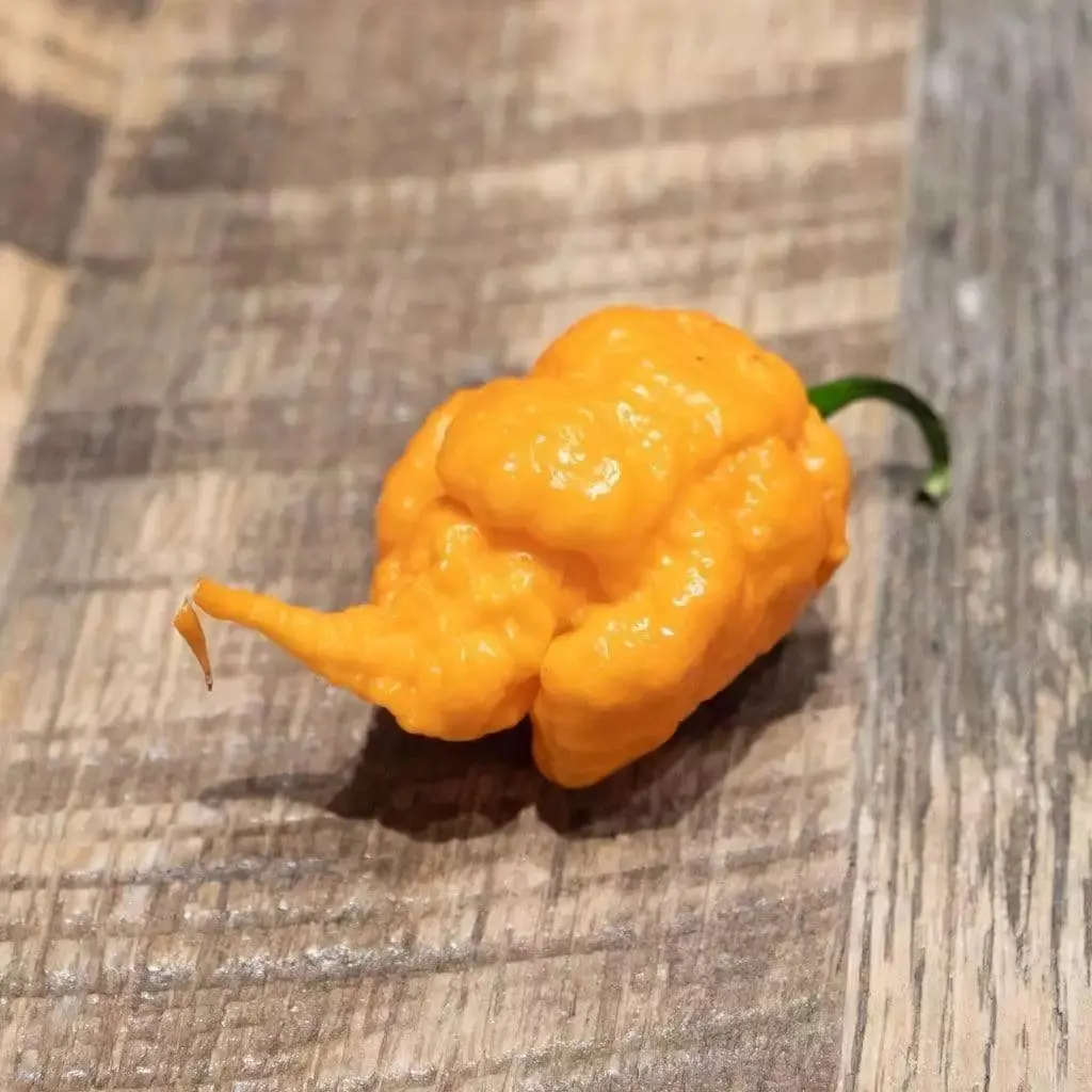 100 Peach Carolina Reaper Chili Pepper Seeds World Record Hot Peppers Vegetables